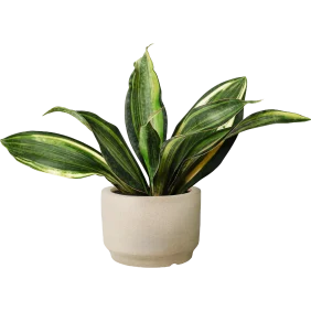 snake-plant